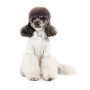 Вышиванка из льна для собак PetFashion Ostap