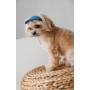 Кепка для собак PetFashion Den