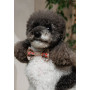 Аксессуар на шею для собак PetFashion Ruta