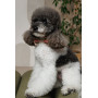 Аксессуар на шею для собак PetFashion Ruta