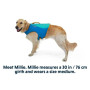 Рятувальний жилет для собак Ruffwear Float Coat™, бірюзово-синій