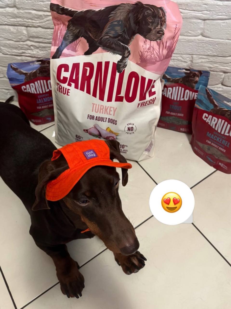 Лакомство хрустящие для собак Carnilove Crunchy Snack Salmon with Blueberries для улучшения работы мозга у собак – с лососем и голубикой, 200 г Лакомство хрустящие для собак Carnilove Crunchy Snack Salmon with Blueberries для улучшения работы мозга у собак – с лососем и голубикой, 200 г
