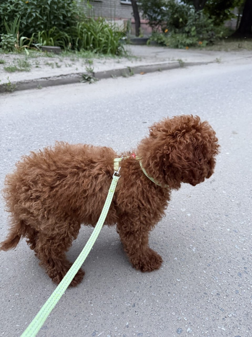 Поводок для котов и мелких пород собак из восстановленного хлопка WAUDOG Re-cotton светоотражающий, длина 2 м, салатовый Поводок для котов и мелких пород собак из восстановленного хлопка WAUDOG Re-cotton светоотражающий, длина 2 м, салатовый