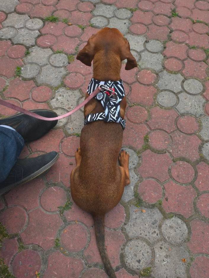 Шлея для собак дихаюча сітчаста WAUDOG Mesh c QR адресником, Зебра Шлея для собак дихаюча сітчаста WAUDOG Mesh c QR адресником, Зебра