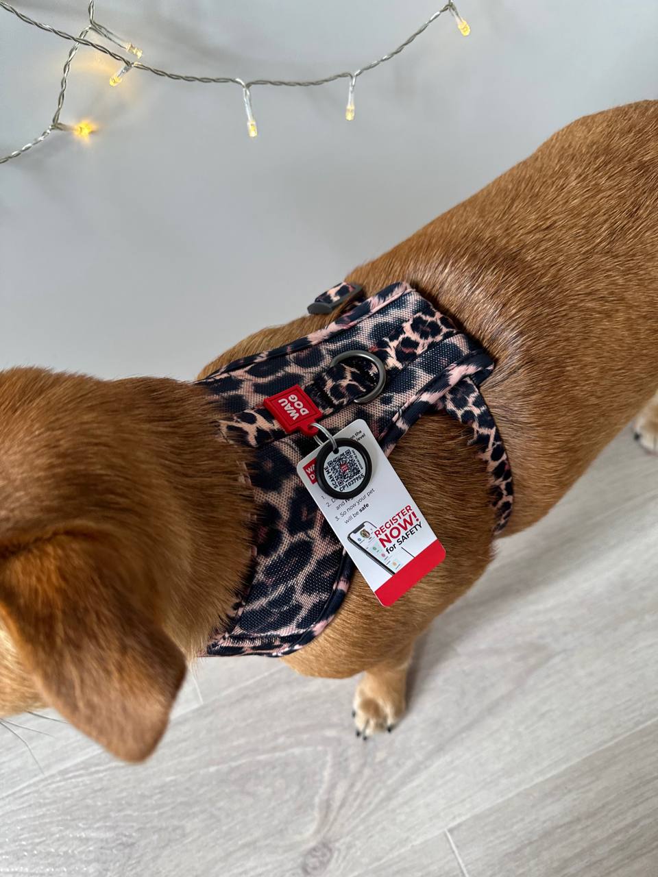 Шлея для собак дихаюча сітчаста WAUDOG Mesh c QR адресником, Леопард Шлея для собак дихаюча сітчаста WAUDOG Mesh c QR адресником, Леопард