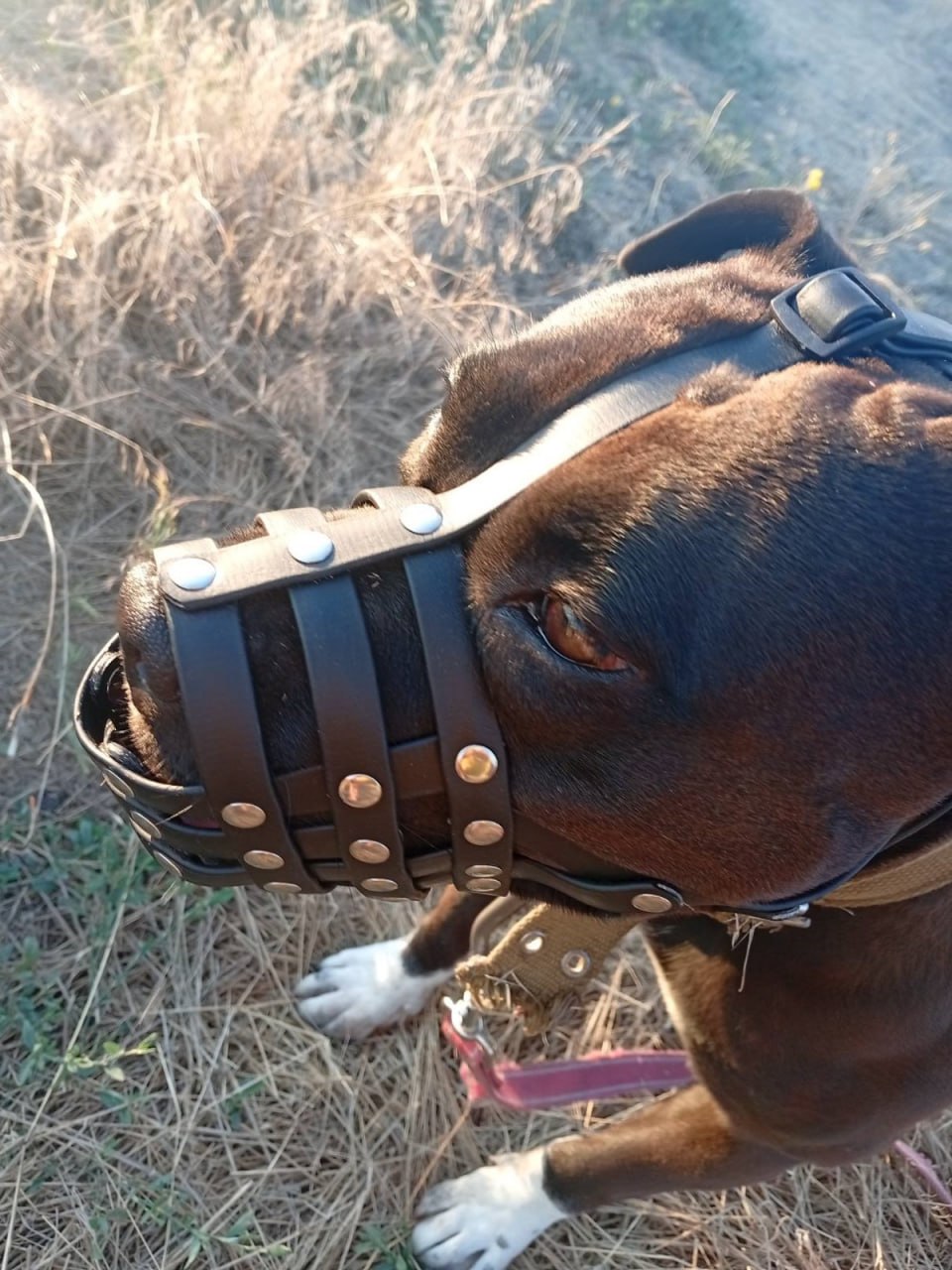Намордник для собак водоотталкивающий биотановый Bronzedog (питбуль, амстафф), черный, 35х8 см Намордник для собак водоотталкивающий биотановый Bronzedog (питбуль, амстафф), черный, 35х8 см