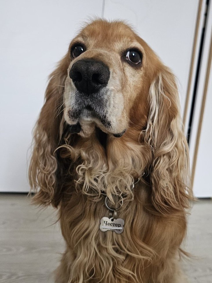 Адресник для собак BronzeDog из нержавеющей стали Косточка Адресник для собак BronzeDog из нержавеющей стали Косточка