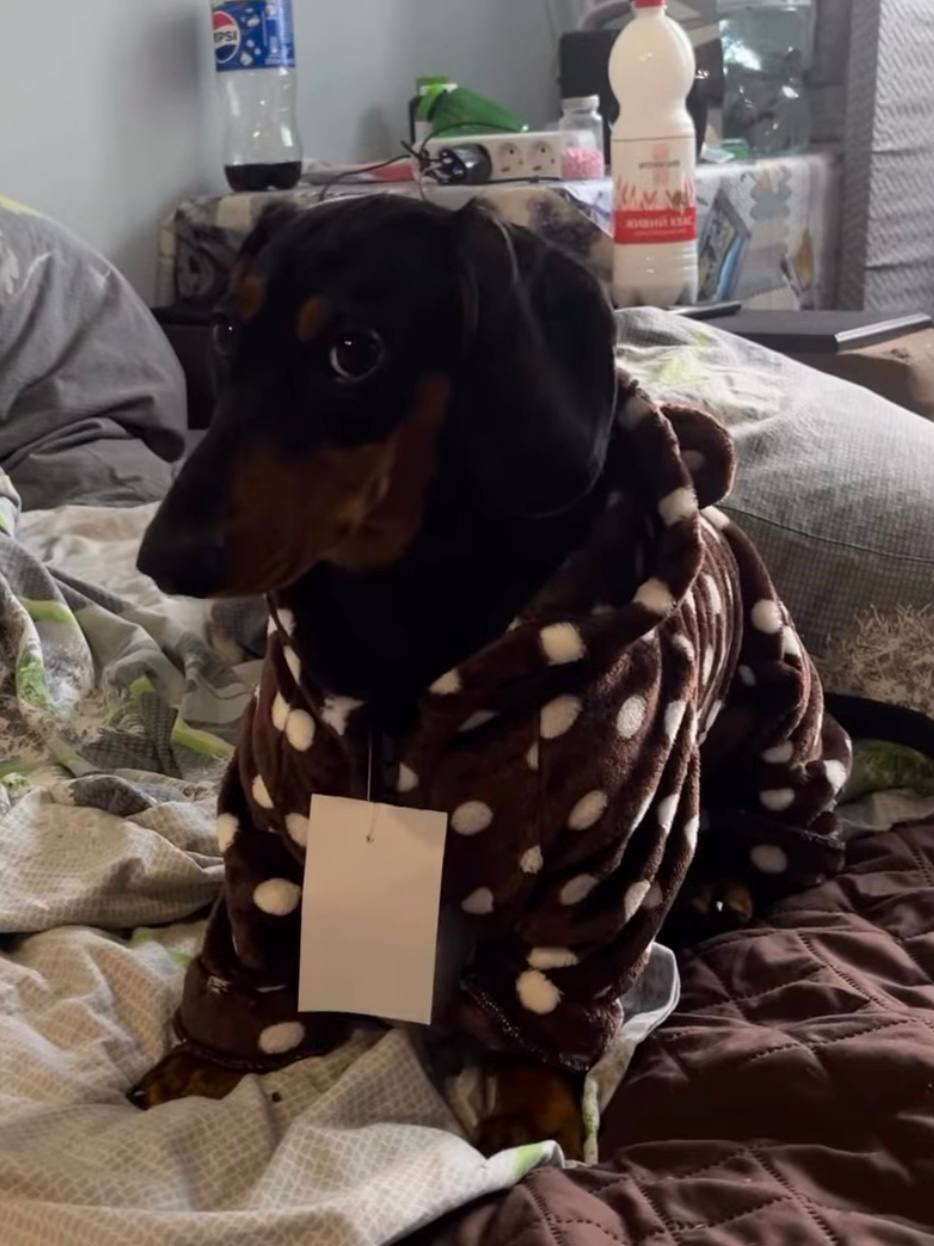 Пижама махровая для собак DogsBomba Горошек, коричневый Пижама махровая для собак DogsBomba Горошек, коричневый