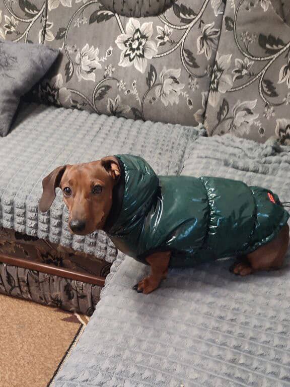 Жилет для собак лакированный DogsBomba, изумрудный Жилет для собак лакированный DogsBomba, изумрудный