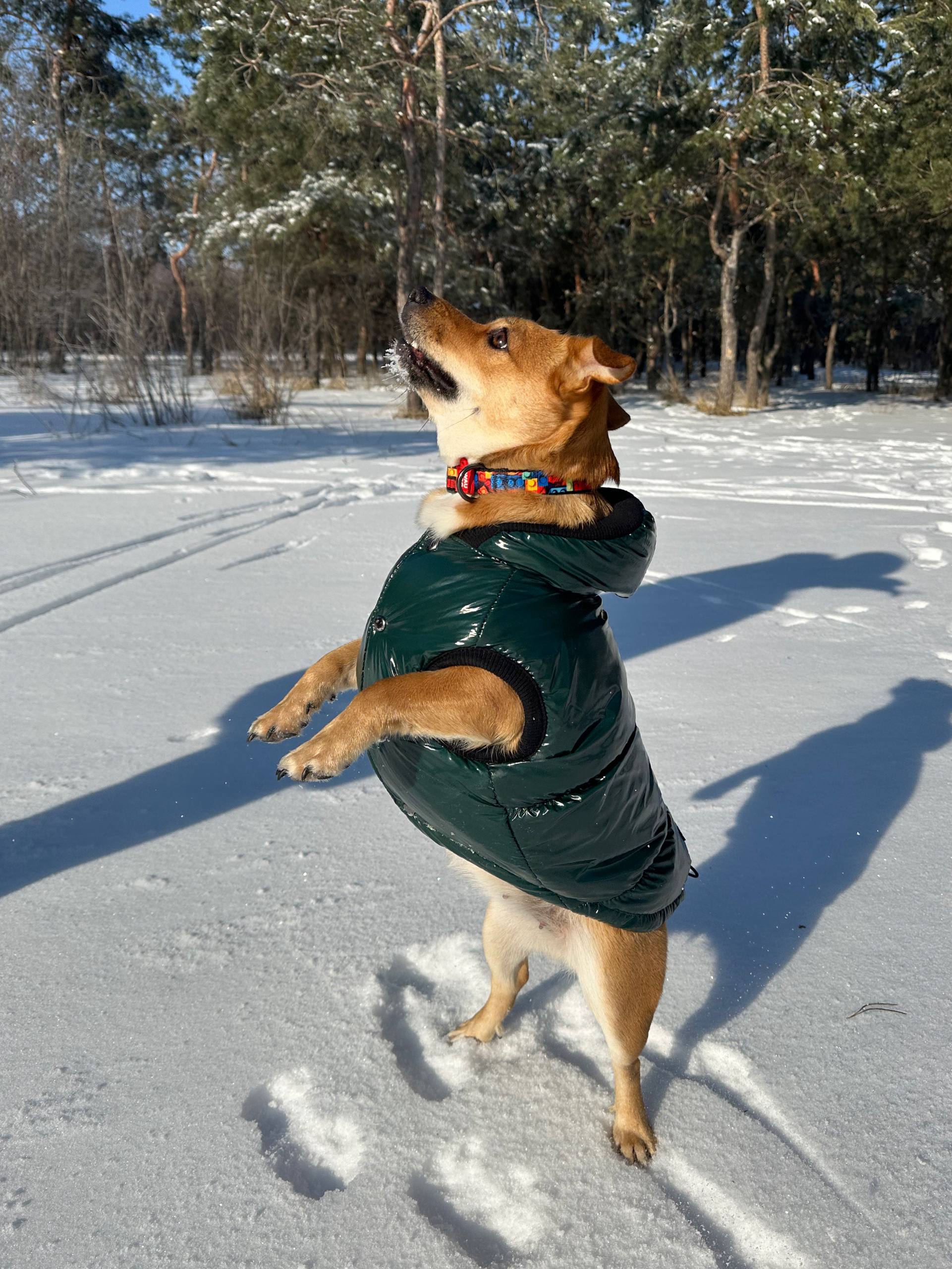 Жилет для собак лакированный DogsBomba, изумрудный Жилет для собак лакированный DogsBomba, изумрудный