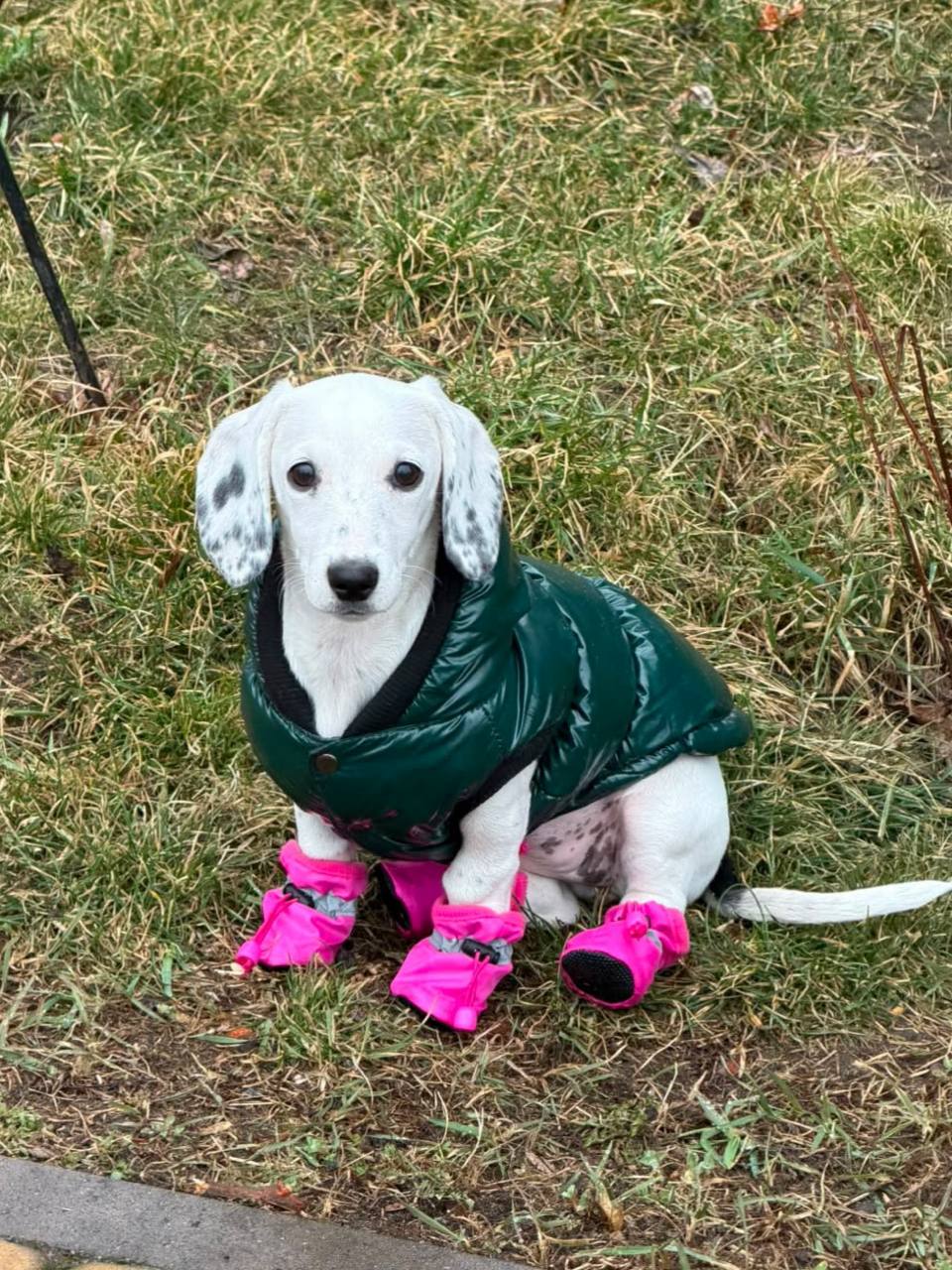 Жилет для собак лакированный DogsBomba, изумрудный Жилет для собак лакированный DogsBomba, изумрудный