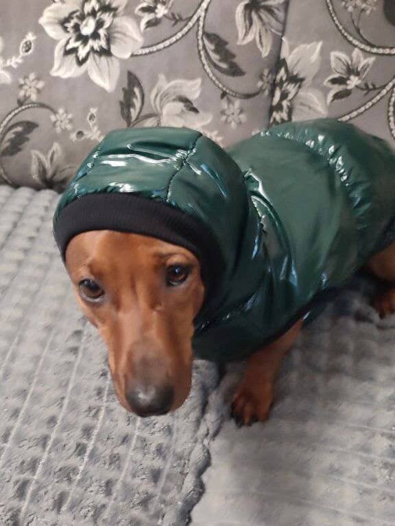 Жилет для собак лакированный DogsBomba, изумрудный Жилет для собак лакированный DogsBomba, изумрудный