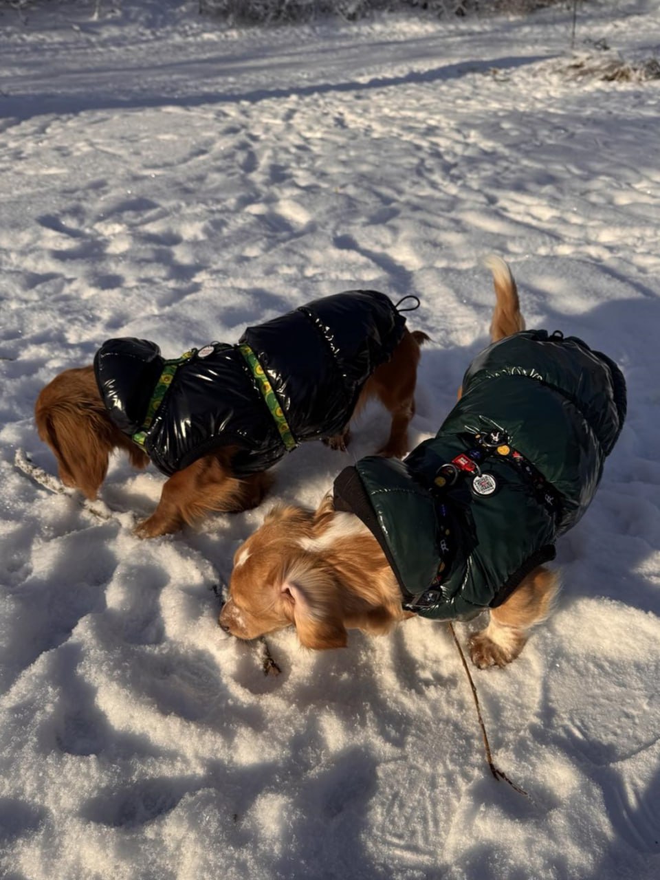 Жилет для собак лакированный DogsBomba, изумрудный Жилет для собак лакированный DogsBomba, изумрудный
