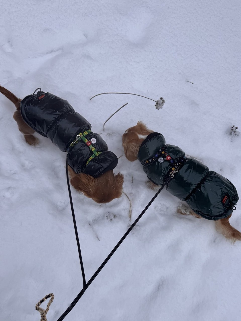 Жилет для собак лакированный DogsBomba, изумрудный Жилет для собак лакированный DogsBomba, изумрудный
