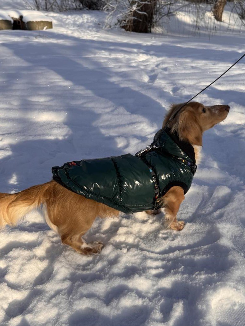 Жилет для собак лакированный DogsBomba, изумрудный Жилет для собак лакированный DogsBomba, изумрудный
