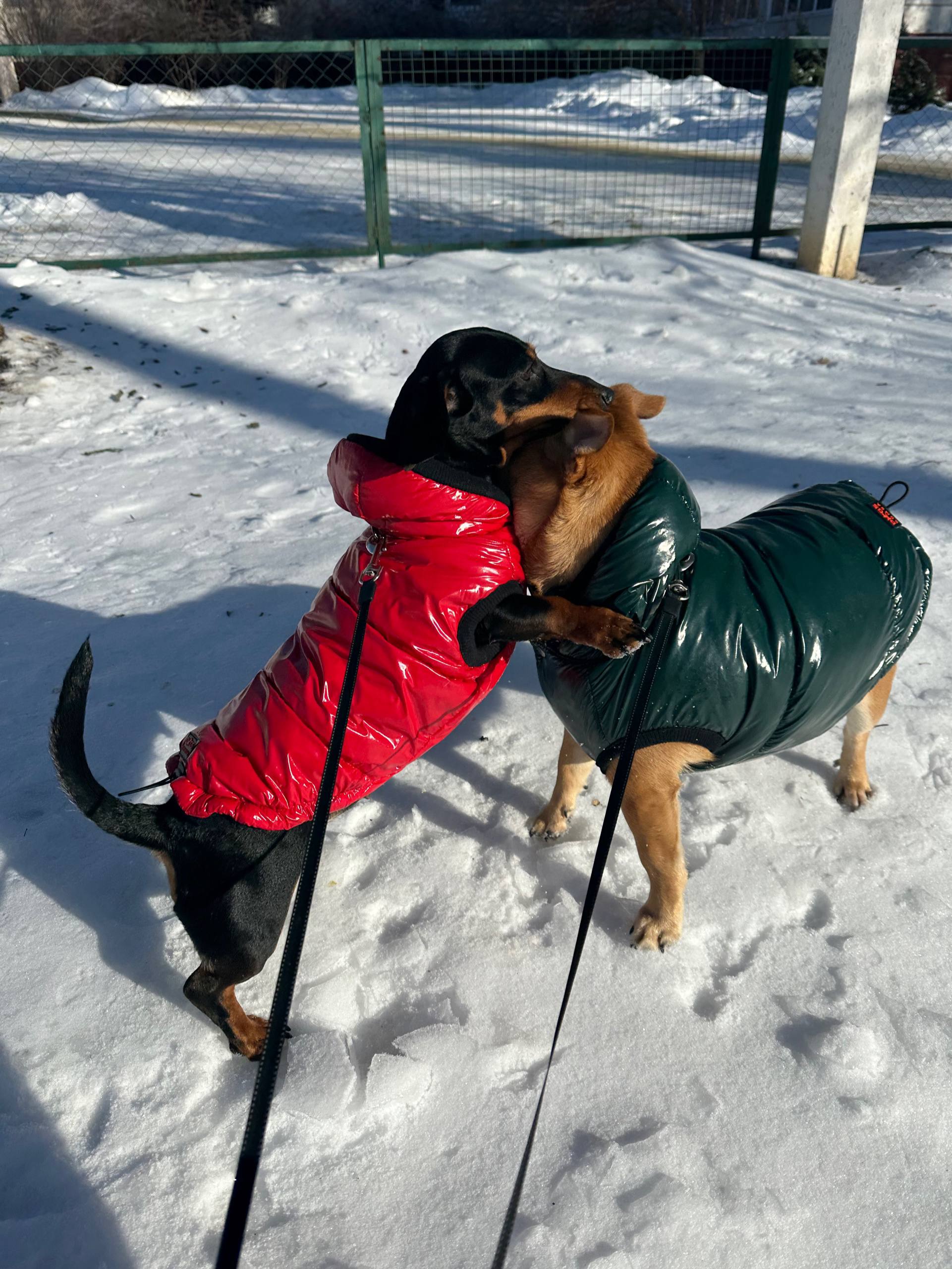 Жилет для собак лакированный DogsBomba, изумрудный Жилет для собак лакированный DogsBomba, изумрудный