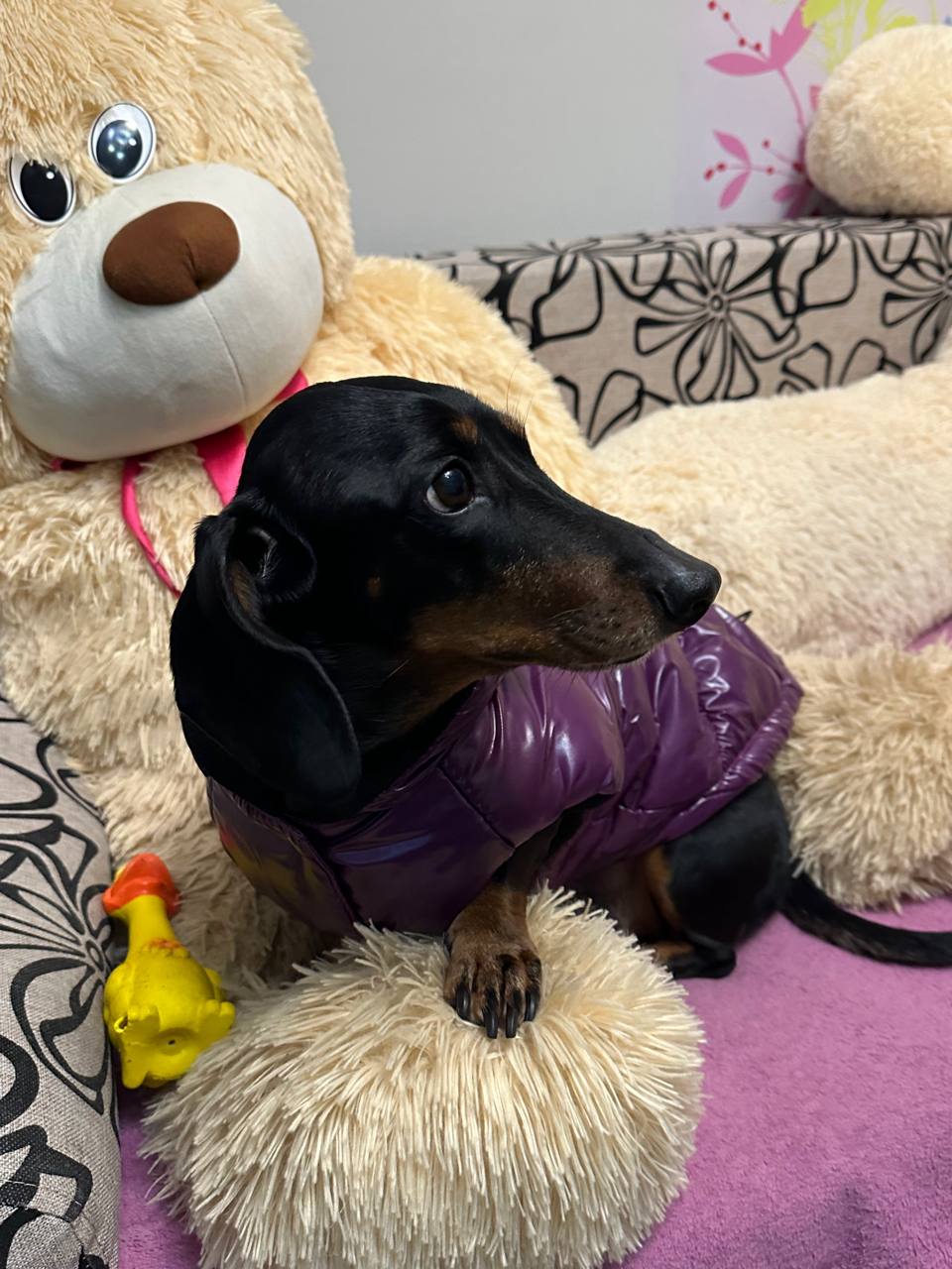 Жилет для собак лакированный DogsBomba, пурпурный Жилет для собак лакированный DogsBomba, пурпурный