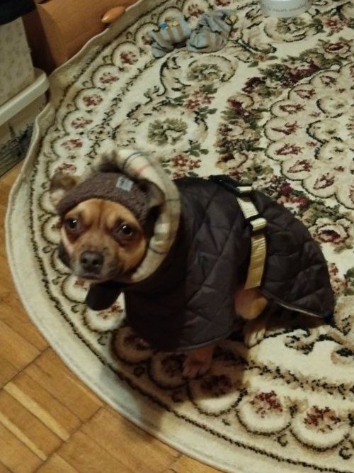 Жилет-попона двухсторонний для собак DogsBomba стеганый, шоколадный Жилет-попона двухсторонний для собак DogsBomba стеганый, шоколадный