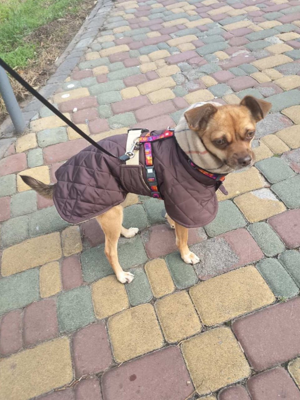 Жилет-попона двухсторонний для собак DogsBomba стеганый, шоколадный Жилет-попона двухсторонний для собак DogsBomba стеганый, шоколадный
