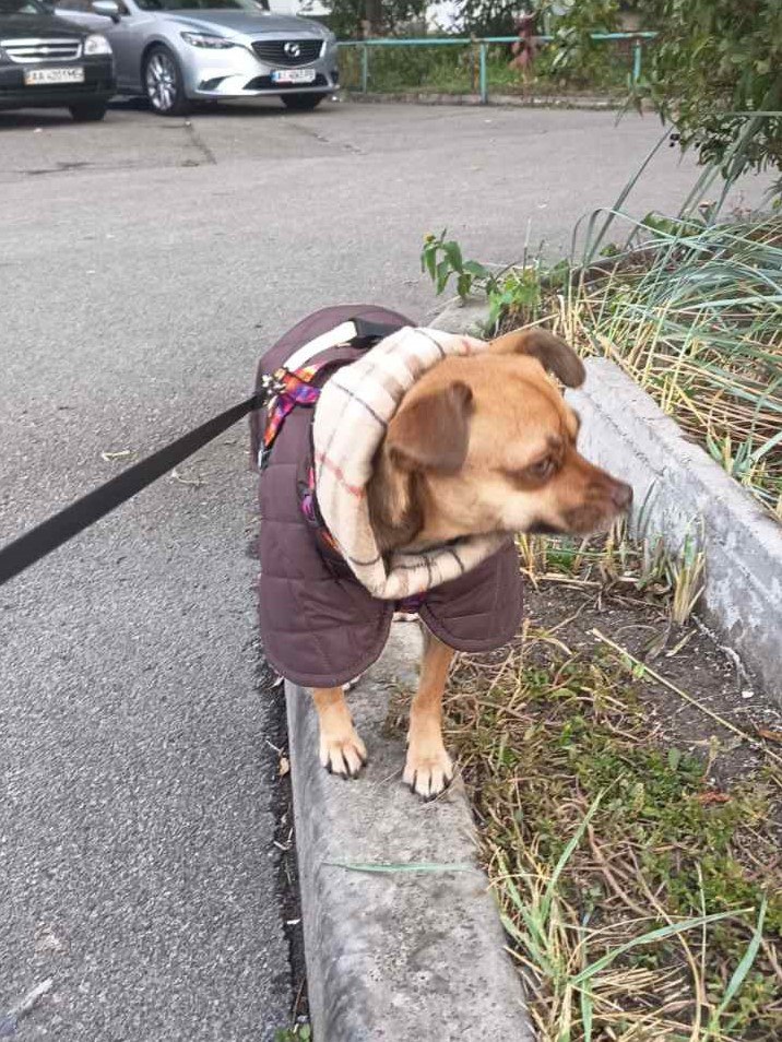 Жилет-попона двухсторонний для собак DogsBomba стеганый, шоколадный Жилет-попона двухсторонний для собак DogsBomba стеганый, шоколадный