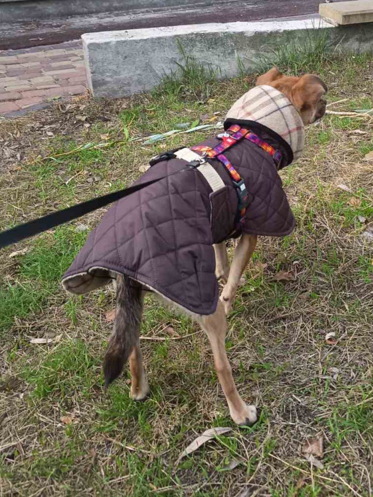 Жилет-попона двухсторонний для собак DogsBomba стеганый, шоколадный Жилет-попона двухсторонний для собак DogsBomba стеганый, шоколадный