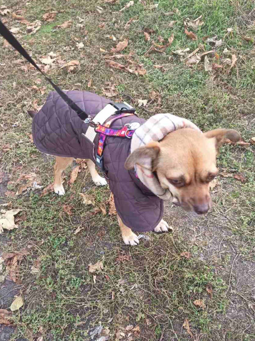 Жилет-попона двухсторонний для собак DogsBomba стеганый, шоколадный Жилет-попона двухсторонний для собак DogsBomba стеганый, шоколадный