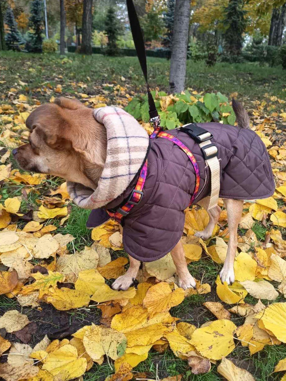 Жилет-попона двухсторонний для собак DogsBomba стеганый, шоколадный Жилет-попона двухсторонний для собак DogsBomba стеганый, шоколадный
