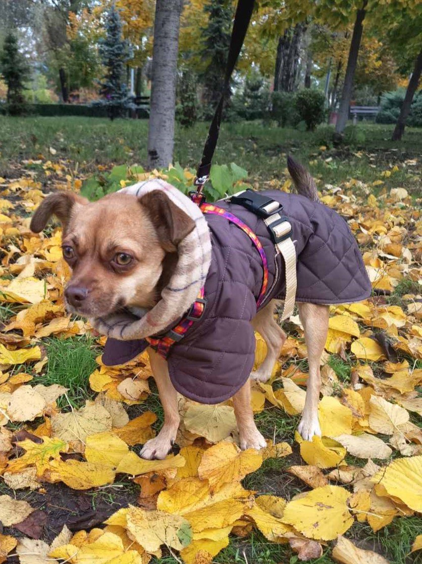 Жилет-попона двухсторонний для собак DogsBomba стеганый, шоколадный Жилет-попона двухсторонний для собак DogsBomba стеганый, шоколадный