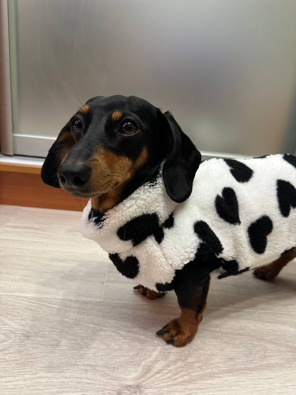 Жилет для собак флисовый DogsBomba Teddy, черно-белый, сердца Жилет для собак флисовый DogsBomba Teddy, черно-белый, сердца
