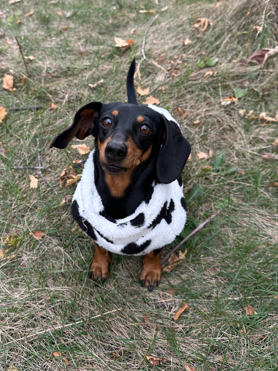 Жилет для собак флисовый DogsBomba Teddy, черно-белый, сердца Жилет для собак флисовый DogsBomba Teddy, черно-белый, сердца