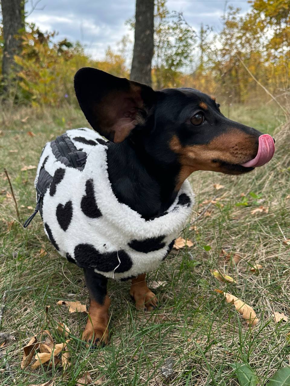 Жилет для собак флисовый DogsBomba Teddy, черно-белый, сердца Жилет для собак флисовый DogsBomba Teddy, черно-белый, сердца