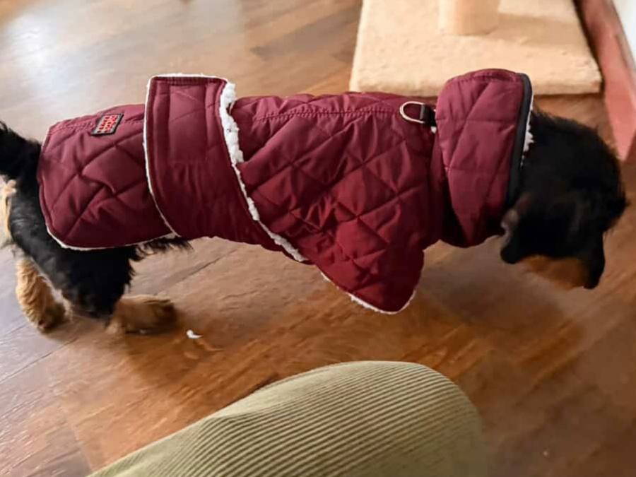 Жилет для собак DogsBomba на липучке, бордовый Жилет для собак DogsBomba на липучке, бордовый