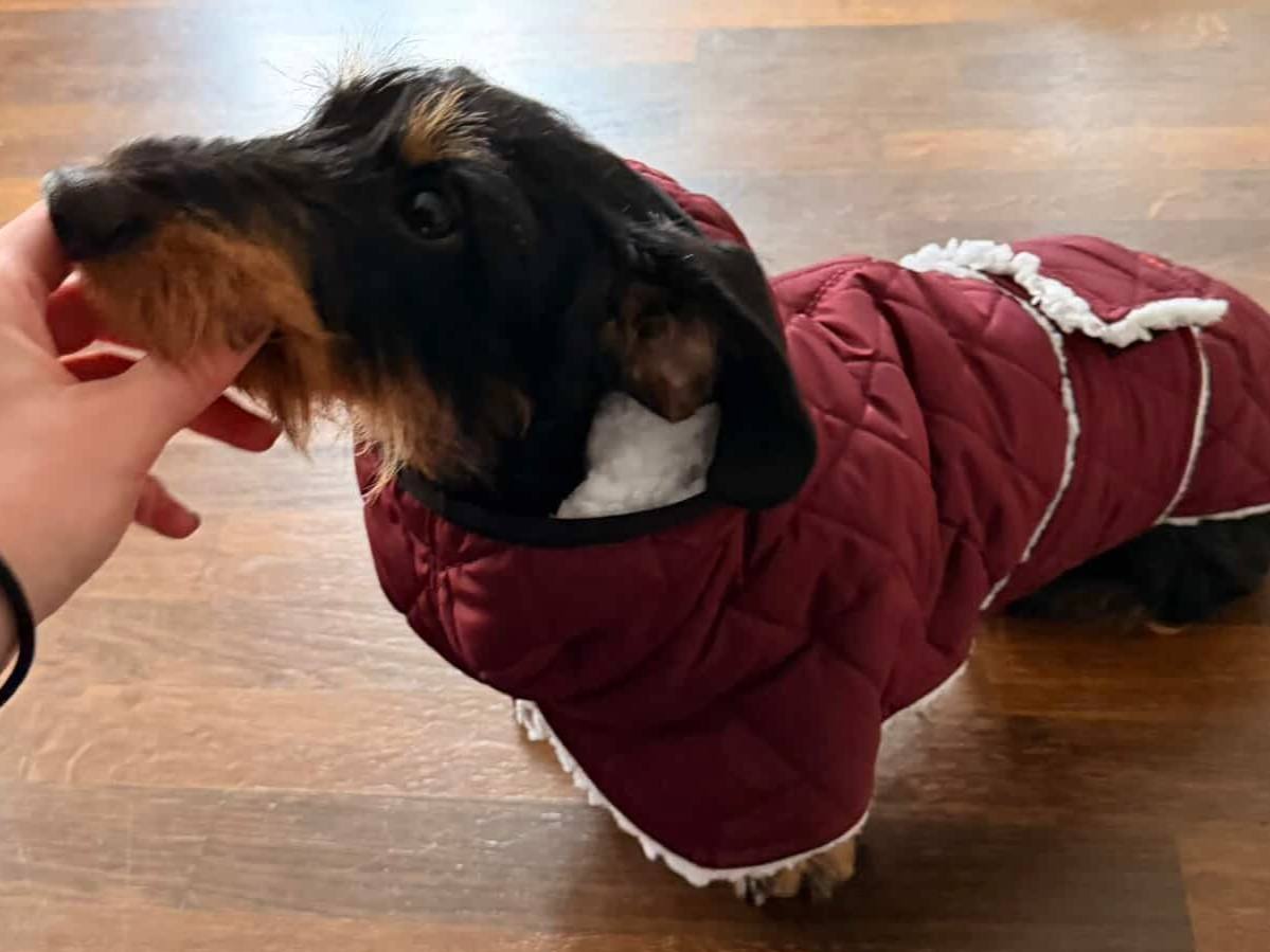 Жилет для собак DogsBomba на липучке, бордовый Жилет для собак DogsBomba на липучке, бордовый