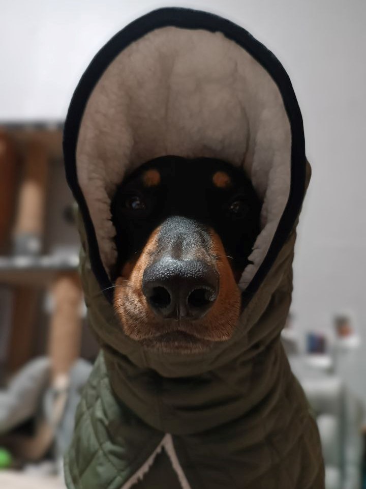Жилет для собак DogsBomba на липучке, хаки Жилет для собак DogsBomba на липучке, хаки