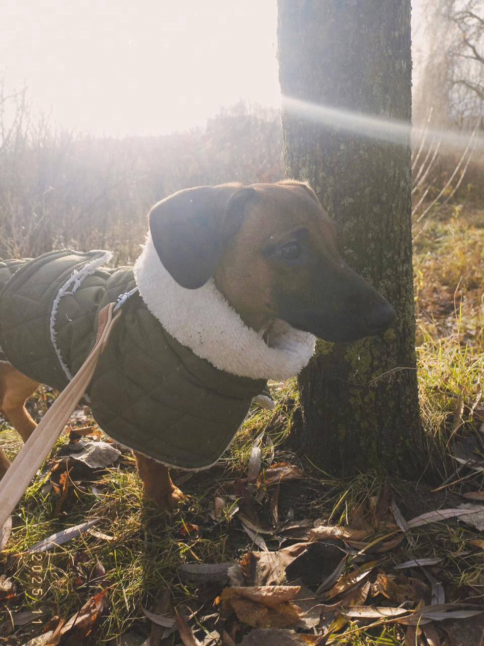 Жилет для собак DogsBomba на липучке, хаки Жилет для собак DogsBomba на липучке, хаки