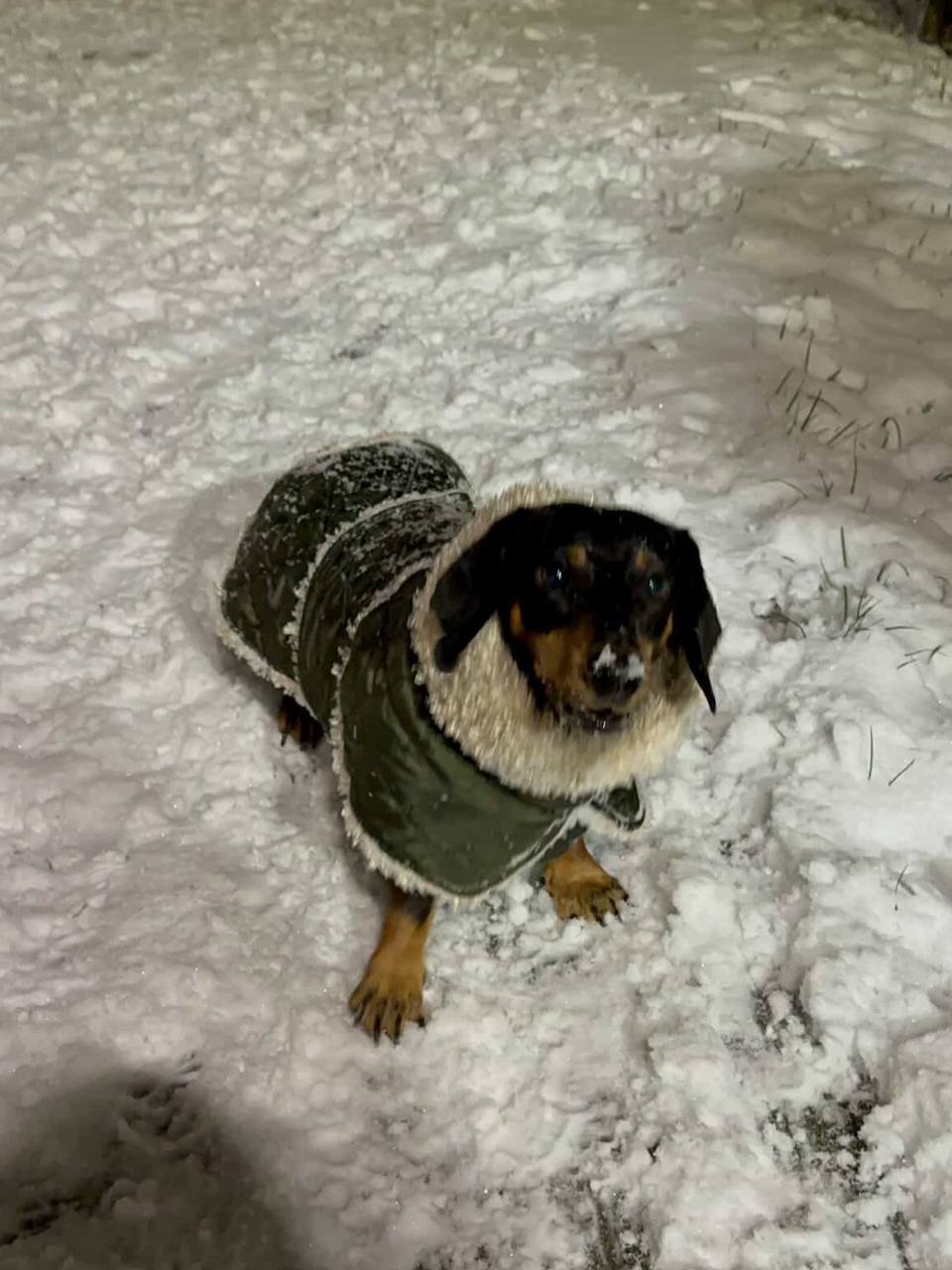 Жилет для собак DogsBomba на липучке, хаки Жилет для собак DogsBomba на липучке, хаки