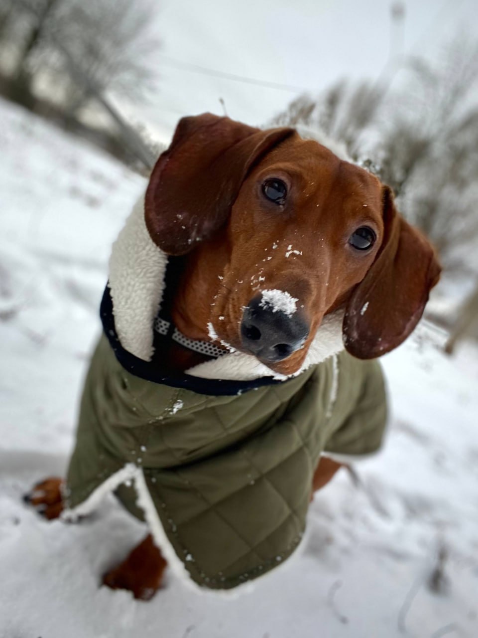 Жилет для собак DogsBomba на липучке, хаки Жилет для собак DogsBomba на липучке, хаки