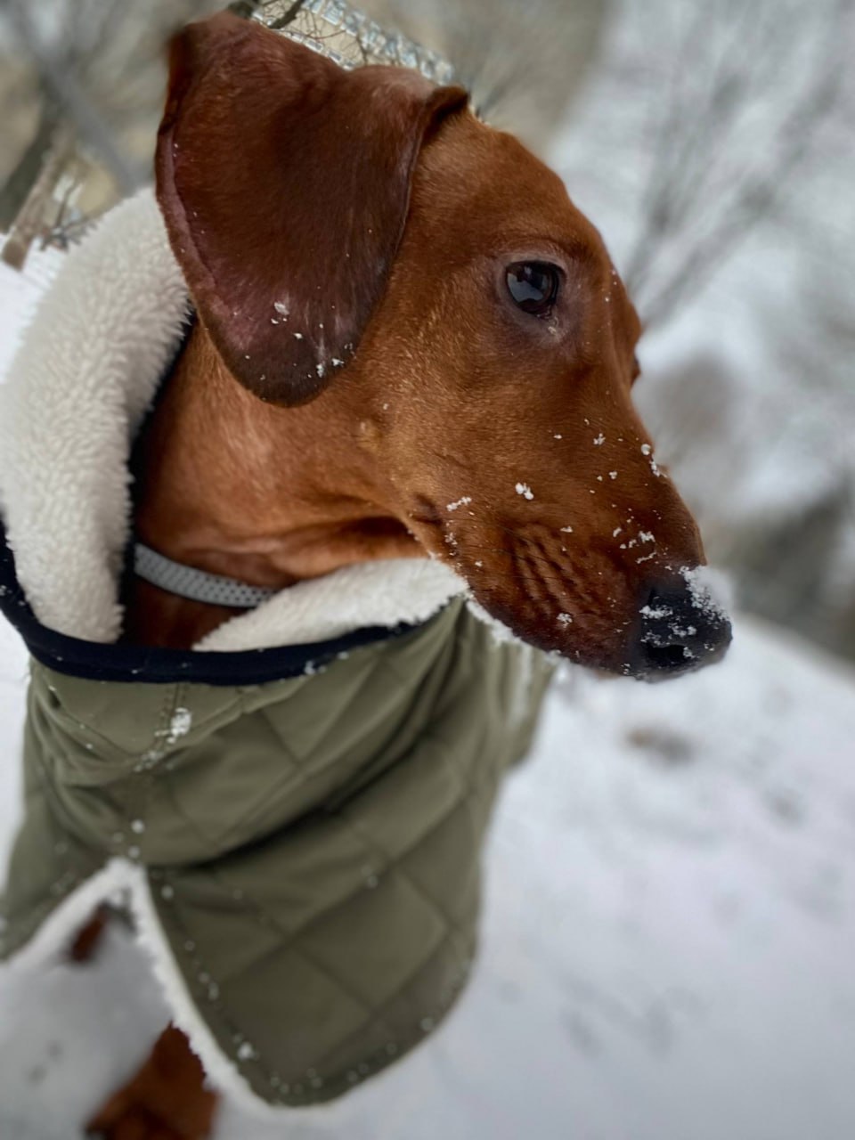 Жилет для собак DogsBomba на липучке, хаки Жилет для собак DogsBomba на липучке, хаки