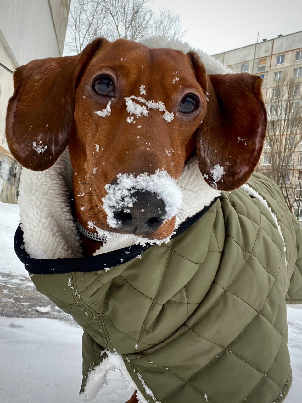 Жилет для собак DogsBomba на липучке, хаки Жилет для собак DogsBomba на липучке, хаки