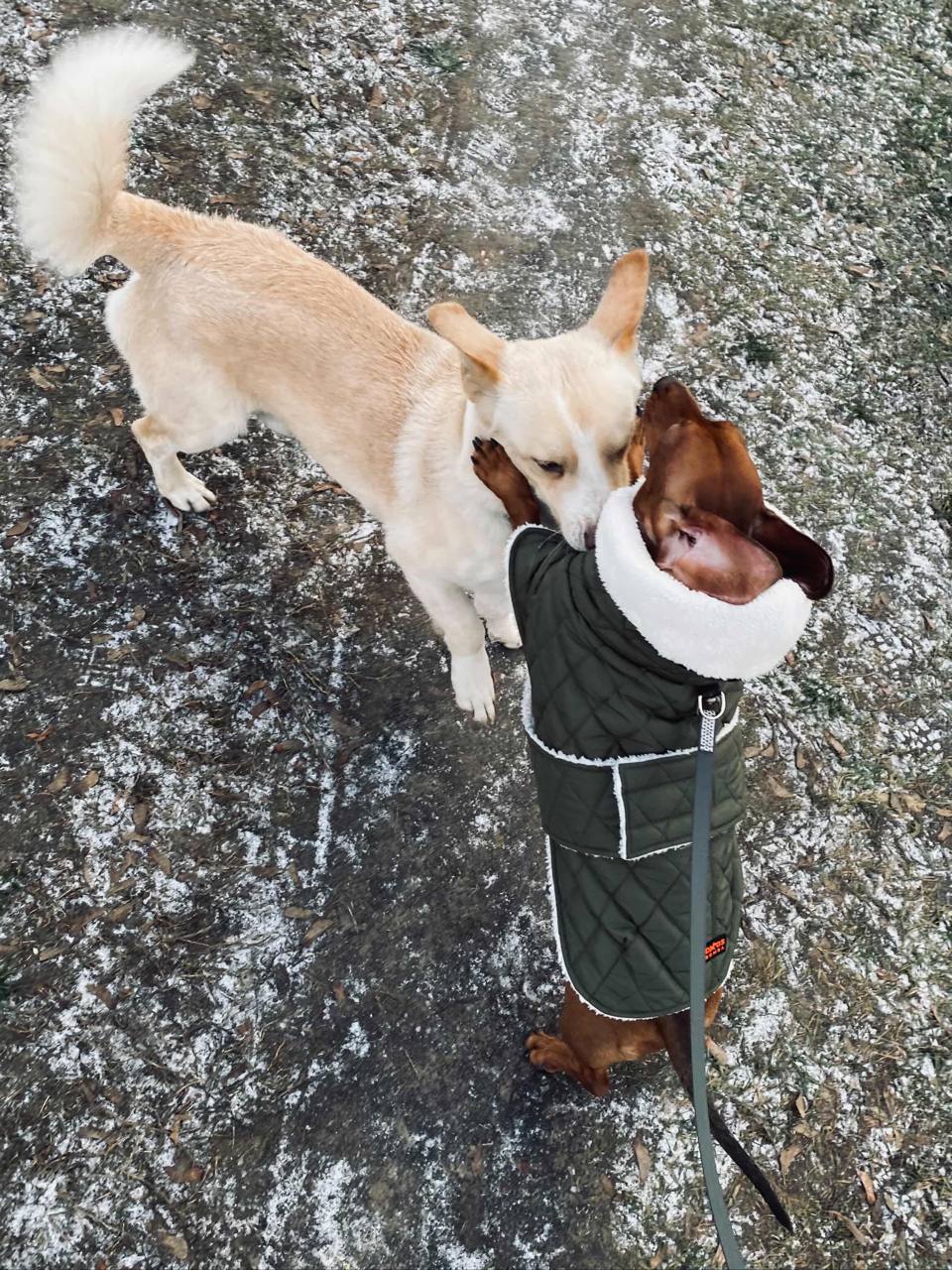 Жилет для собак DogsBomba на липучке, хаки Жилет для собак DogsBomba на липучке, хаки