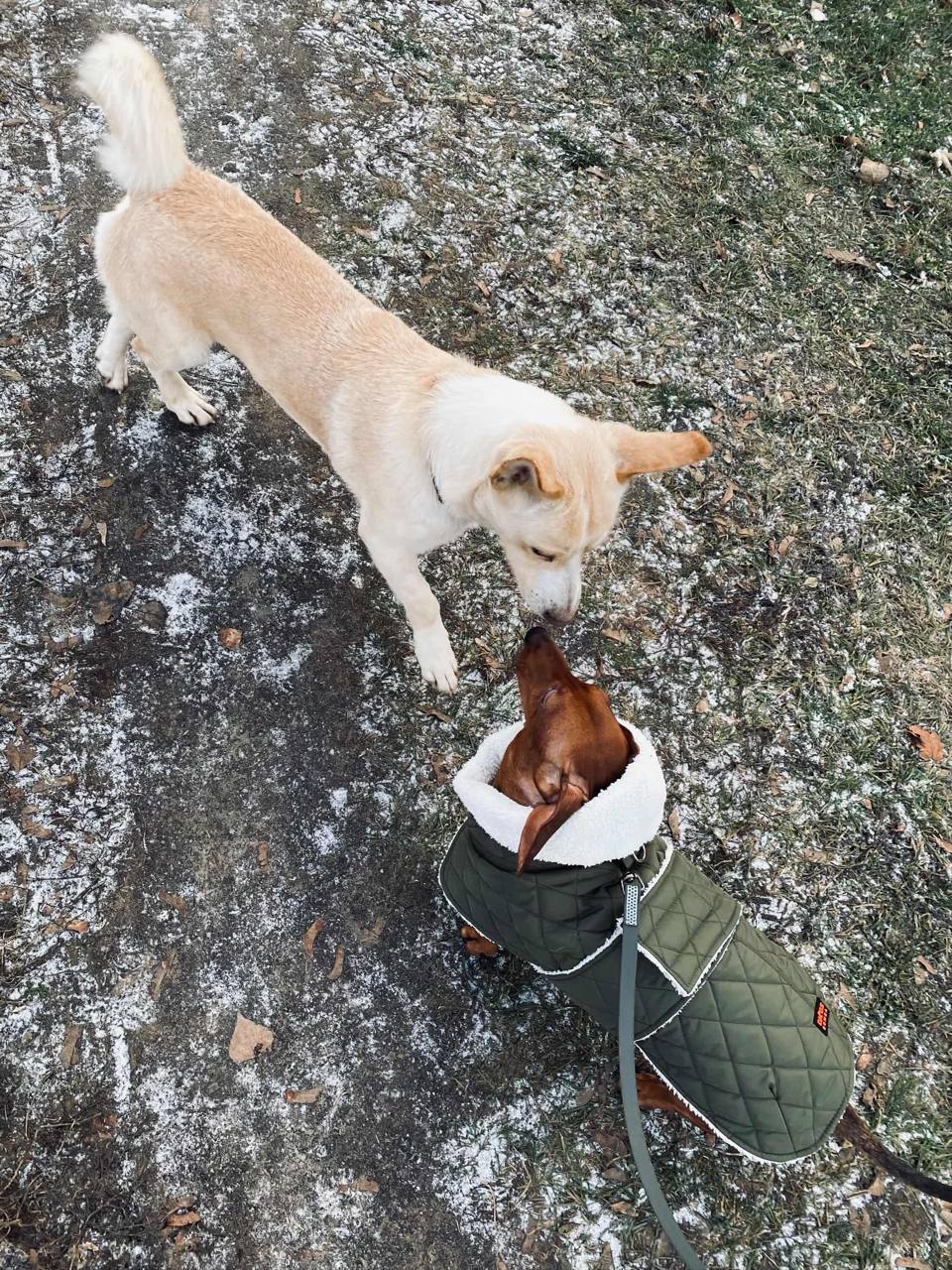 Жилет для собак DogsBomba на липучке, хаки Жилет для собак DogsBomba на липучке, хаки
