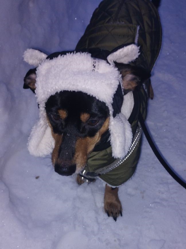 Жилет для собак DogsBomba на липучке, хаки Жилет для собак DogsBomba на липучке, хаки