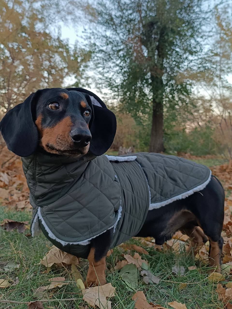 Жилет для собак DogsBomba на липучке, хаки Жилет для собак DogsBomba на липучке, хаки