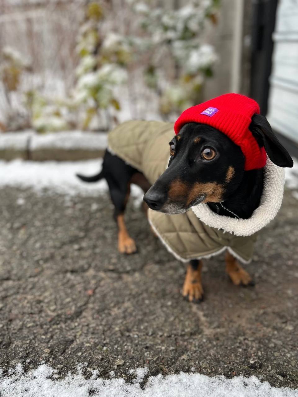 Жилет для собак DogsBomba на липучке, хаки Жилет для собак DogsBomba на липучке, хаки