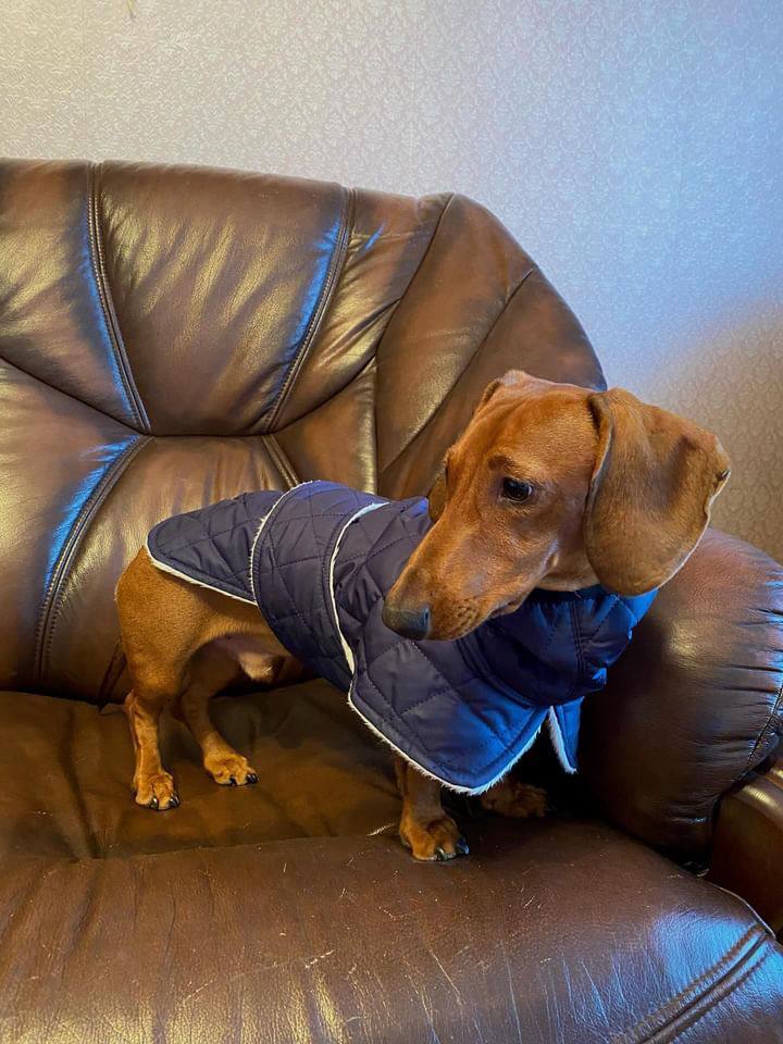 Жилет для собак DogsBomba на липучке, синий Жилет для собак DogsBomba на липучке, синий