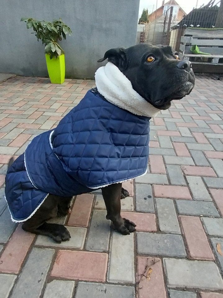 Жилет для собак DogsBomba на липучке, синий Жилет для собак DogsBomba на липучке, синий