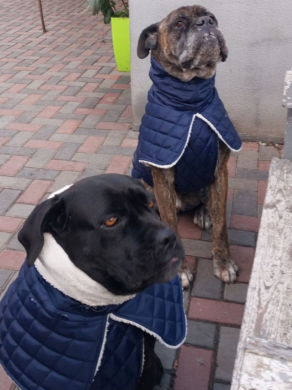 Жилет для собак DogsBomba на липучке, синий Жилет для собак DogsBomba на липучке, синий
