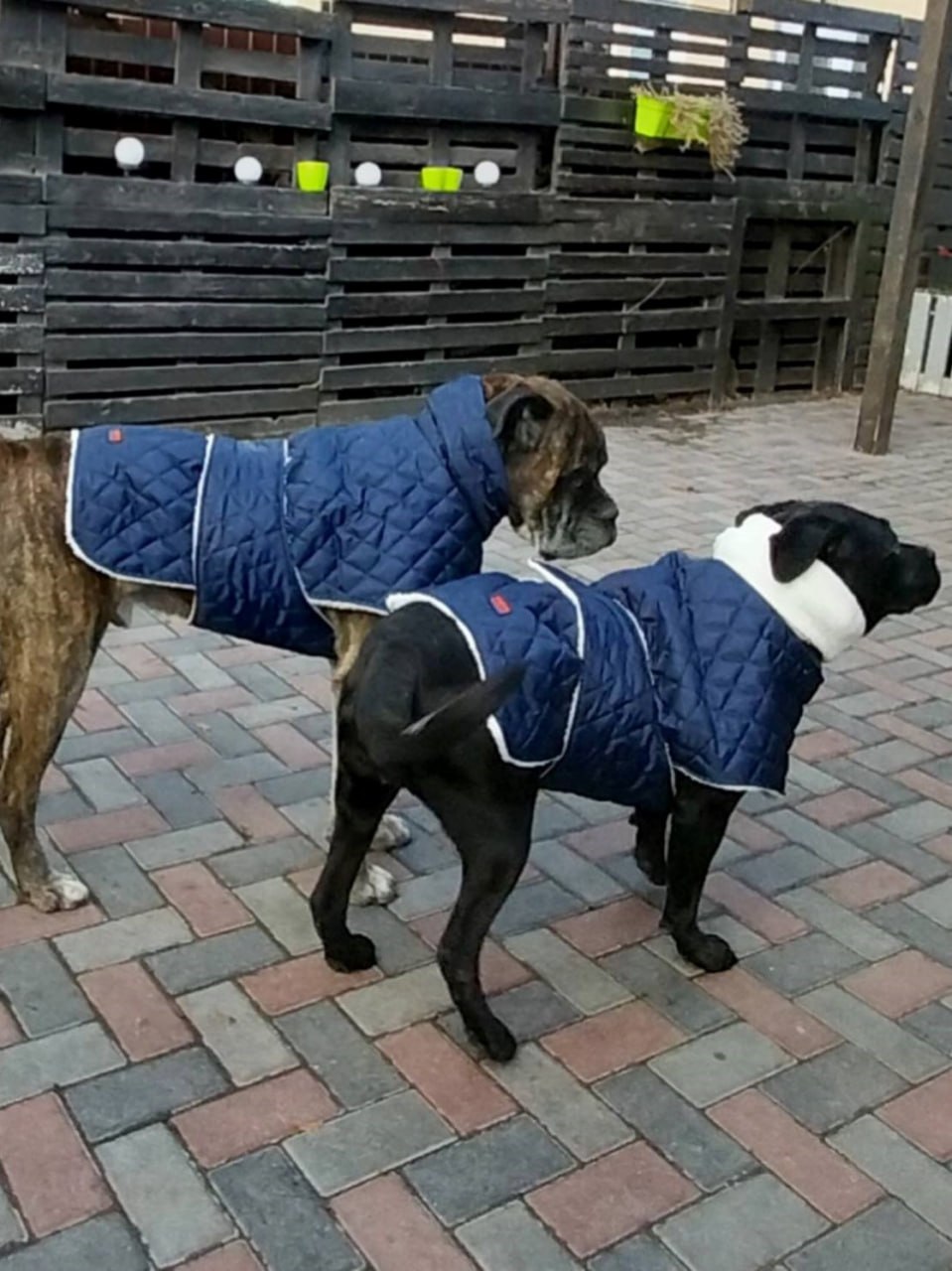 Жилет для собак DogsBomba на липучке, синий Жилет для собак DogsBomba на липучке, синий