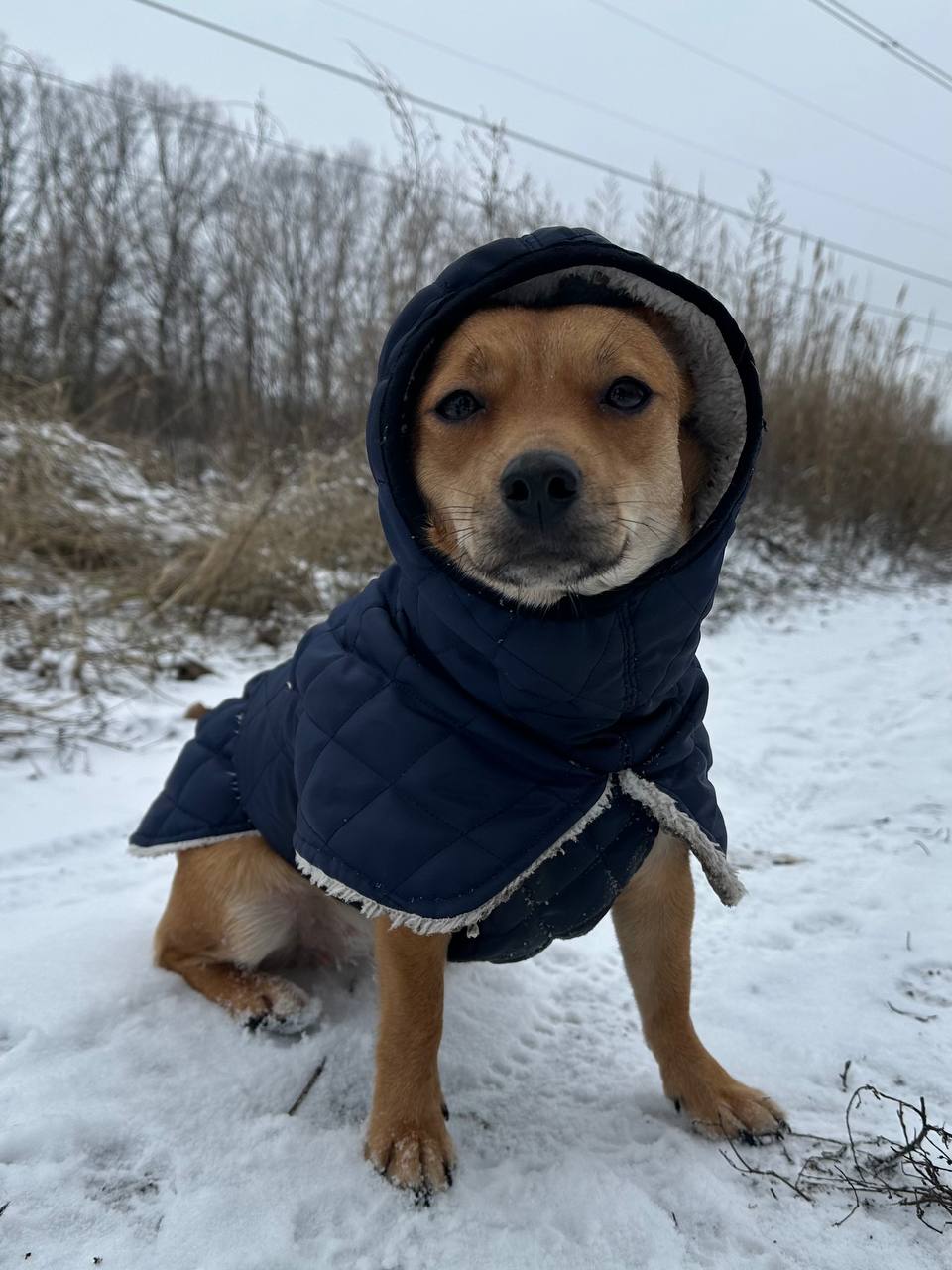 Жилет для собак DogsBomba на липучке, синий Жилет для собак DogsBomba на липучке, синий