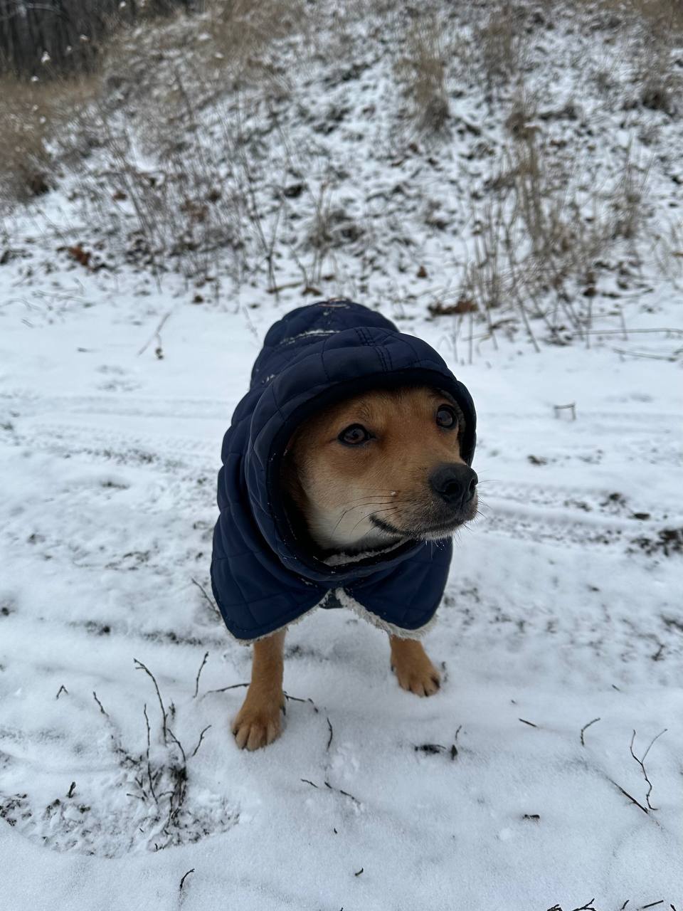 Жилет для собак DogsBomba на липучке, синий Жилет для собак DogsBomba на липучке, синий